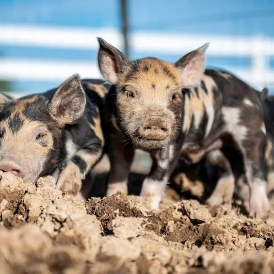 猪蓝耳病为何如此难控？关键&ldquo;元凶&rdquo;藏在这！