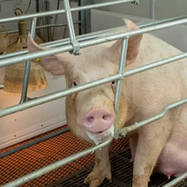 警报拉响！欧洲猪肉&ldquo;顶梁柱&rdquo;西班牙遭30年来最严峻非洲猪瘟冲击