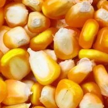 USDA 报告定调美豆偏空，国内大豆却&ldquo;越拍越贵&rdquo;，分化行情还能持续多久？