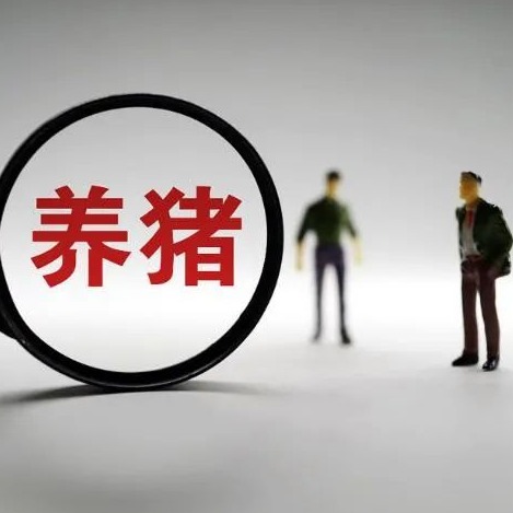 2026年春节猪价预判：节前弱稳、节后再跌，3月末或迎低位反弹！