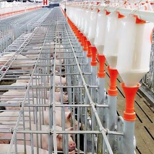 旺季不旺！猪价滑坡下跌！附最新行情