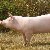 年薪50万！牧原面向全国招人：去越南盖猪舍，长期驻外