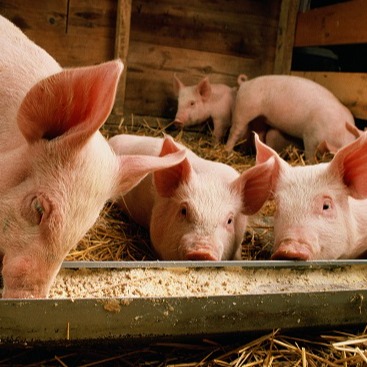 只用药治不好！秋冬3种环境病，这样防控才管用