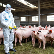 猪场科学消毒实操指南（附水质检测与消毒方案）