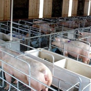 非洲猪瘟防控痛点：采样人员不足、检测延迟如何破局？