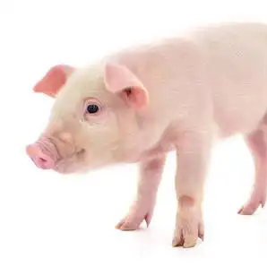 2026年2月14日分公斤阶段仔猪价格行情走势