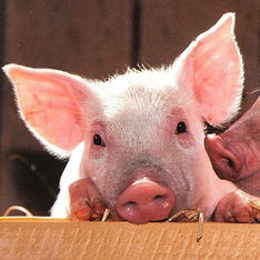 2026年养猪行业面临四大不确定性风险！如何在&ldquo;不确定时代&rdquo;构建&ldquo;确定性&rdquo;