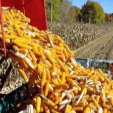 我国粮食安全保持&ldquo;总体有保障、产需紧平衡&rdquo; 新一轮产能提升行动全方位夯实根基