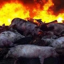 农业农村部通报一周国际疫情动态：多国发生非瘟疫情