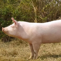 猪蓝耳病N抗体检测与GP5抗体检测有什么不同？