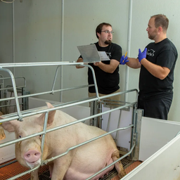 保护率100%！非瘟疫苗临床试验成功，距离上市还有多远？