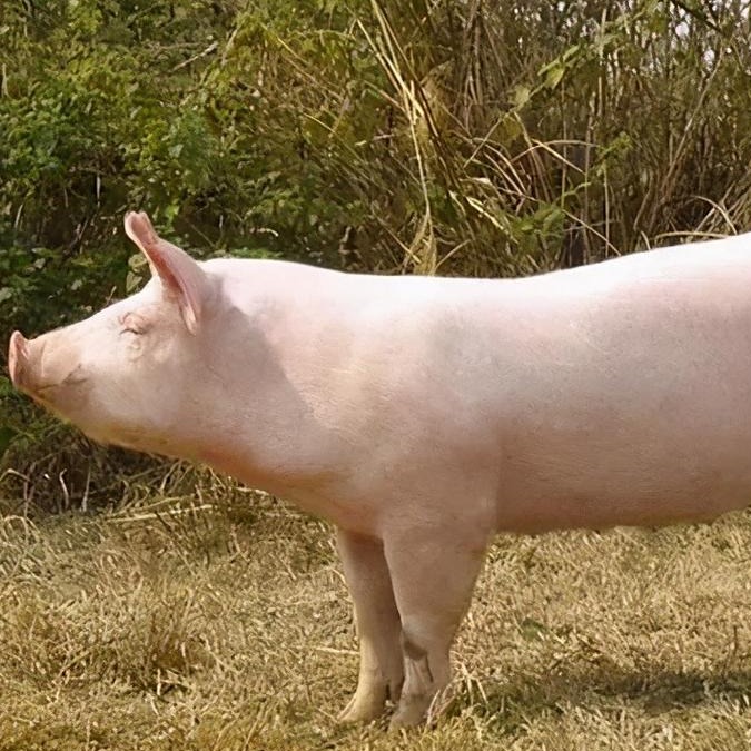 2026年生猪产能调控政策升级，行业未来走向何方？