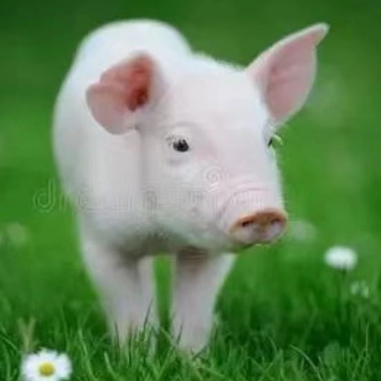 提升产房母猪健康度的几项关键技术