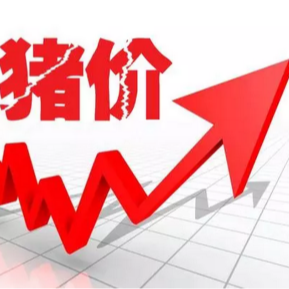 2026猪价走势已定！接下来还要跌两轮？