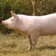 死猪舌尖测蓝耳出现假阴性？这三个送检细节需要重新审视