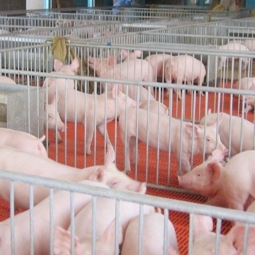 2026年1月全国批发市场的鸡猪牛羊肉价格情况