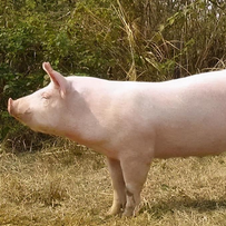 专访牧原秦英林：牧原A+H双平台起航，30年深耕养猪业，未来要做这两件事