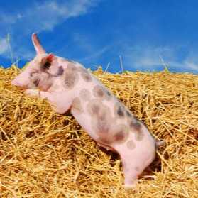 重磅预测｜PIC抗病猪种推广，将重塑全球养猪业经济与市场格局