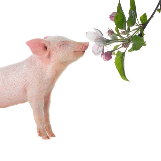 生猪养殖降本增效：&ldquo;饲&rdquo;&ldquo;添&rdquo;企业联合方案