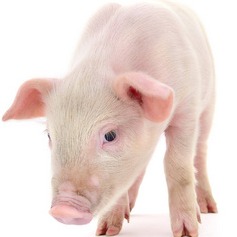 低温雨雪来袭？专家发布生猪养殖应对指南，十条建议请收好！