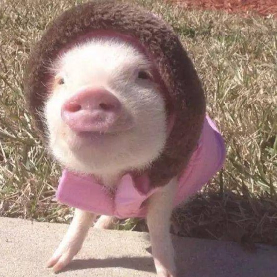 最新！生猪养殖降本增效技术指导意见