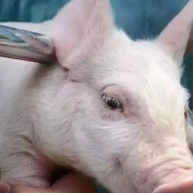 国产非瘟疫苗研发：有企业完成临床试验攻毒验证，有企业完成大规模安全性评估，还有企业终止研发