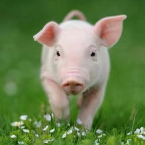 仔猪大肠杆菌疾病概述