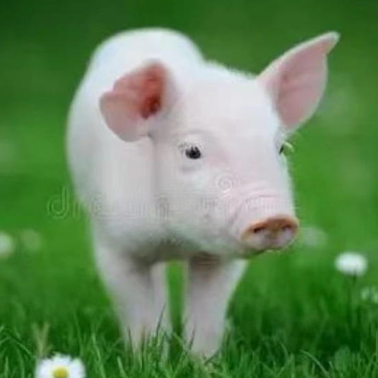 猪的胸膜肺炎的发病机理及防控方法