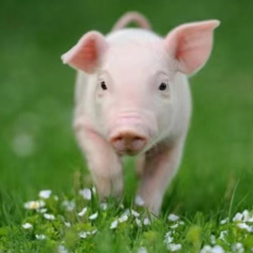  母猪乳房生理特点及泌乳规律