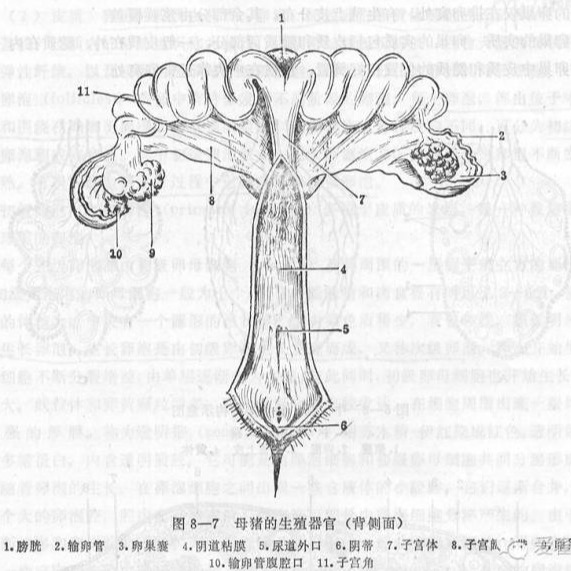 母猪的生殖系统