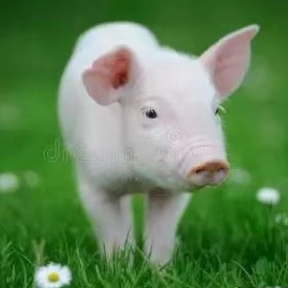  猪场核心管理要点