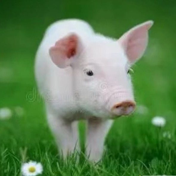 春节后猪场返场生物安全注意要点