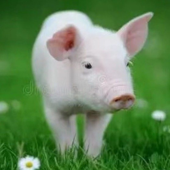 母猪产后无乳应对措施