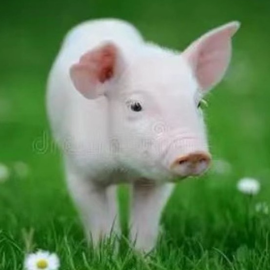 如何做好哺乳阶段饲养管理