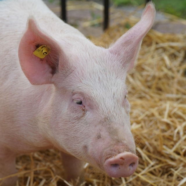 节日气氛减弱，生猪购销逐步恢复，市场看涨信心转弱！