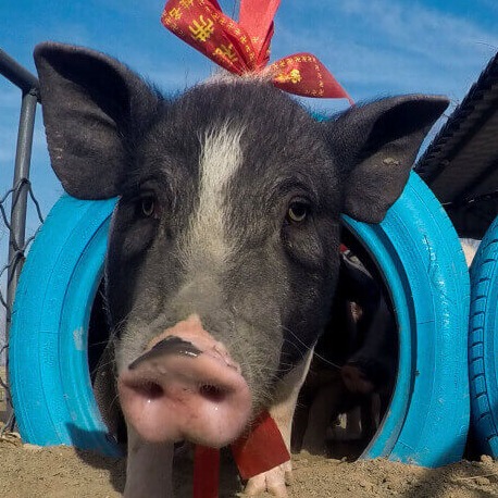 涨涨涨！多地猪价&ldquo;狂飙&rdquo;5毛背后：养殖户&ldquo;有价无市&rdquo;困局难破！某企业上亿非瘟疫苗项目紧急&ldquo;刹车&rdquo;&hellip;&hellip;