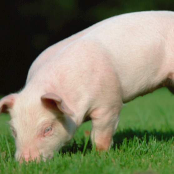 牧原、新希望向越南，温氏向韩国，巨头出海养猪有何不同?