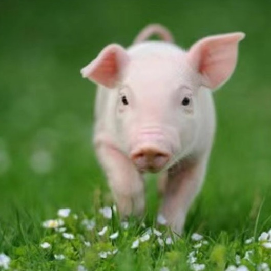 猪场人员管理是优化生产，降低成本的关键