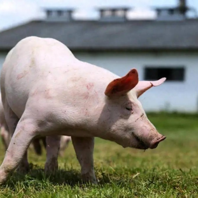 【超前猪价大预测】2月26日~3月1日！节后猪价全线失守，产能与需求双重挤压，养猪人该如何突围？