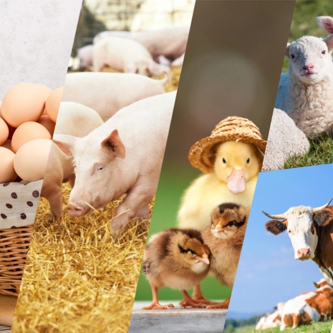 节后全国多地生猪价格偏弱运行〡鸡蛋承压