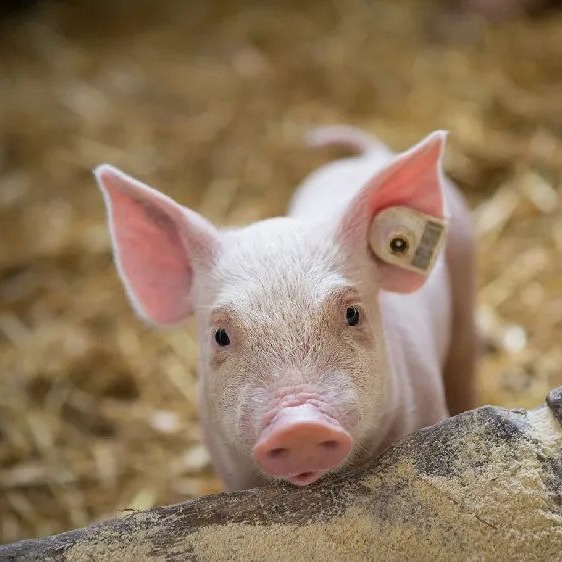 【猪价】2026.02.25福建各地区每日最新猪价