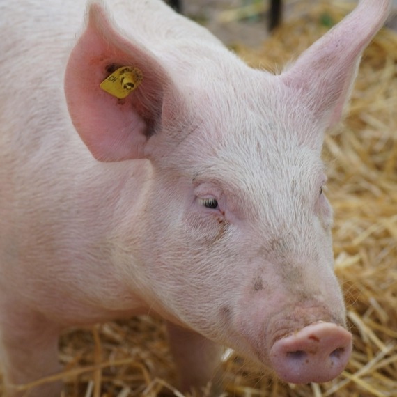 四年增超1600万吨！中国猪肉产量创历史新高