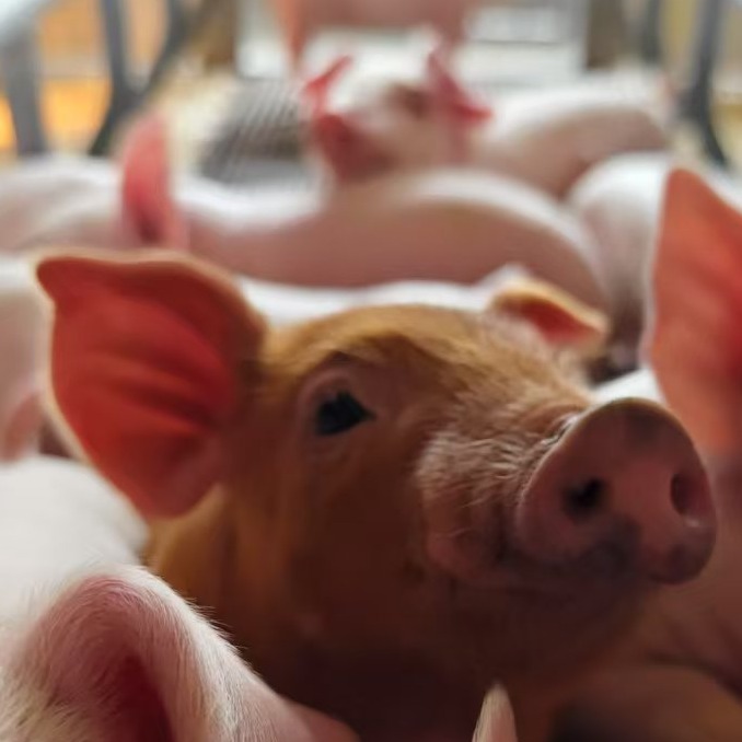 如何建立人猪亲和度