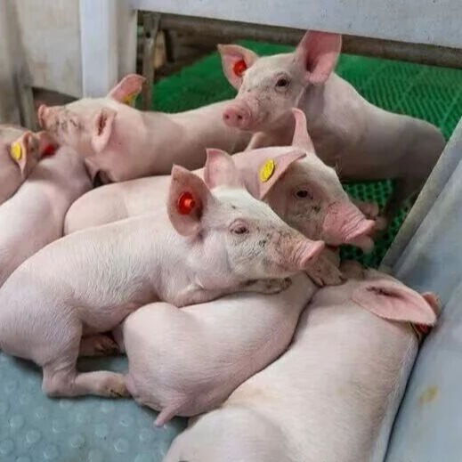 规模化猪场生产管理八类高频问题与解答之一（疫病防控）