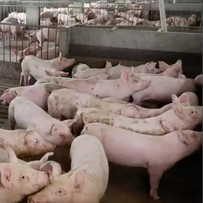 规模化猪场生产管理八类高频问题与解答之二（环境与设施管理）