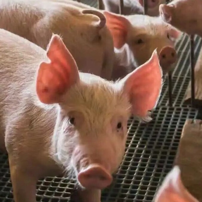 规模化猪场生产管理八类高频问题与解答之三（饲料与营养管理）