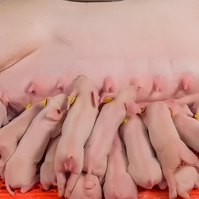 规模化猪场生产管理八类高频问题与解答之四（繁殖与配种管理）