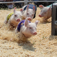   突发！某地非瘟疫情失控，2万头猪被扑杀！国内疫情警报拉响