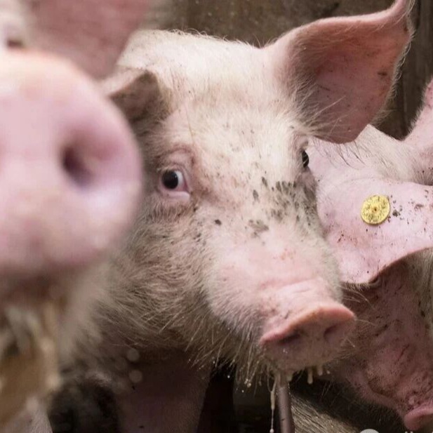 规模化猪场生产管理八类高频问题与解答之八（经济效益与成本控制）