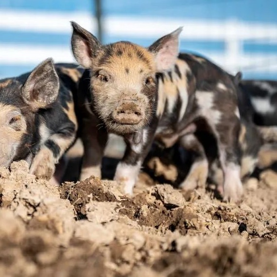 高歌猛进！局部大涨2元，&ldquo;抢猪大战&rdquo;一触即发？突发，该国一地禁养猪，百家猪场面临关闭！